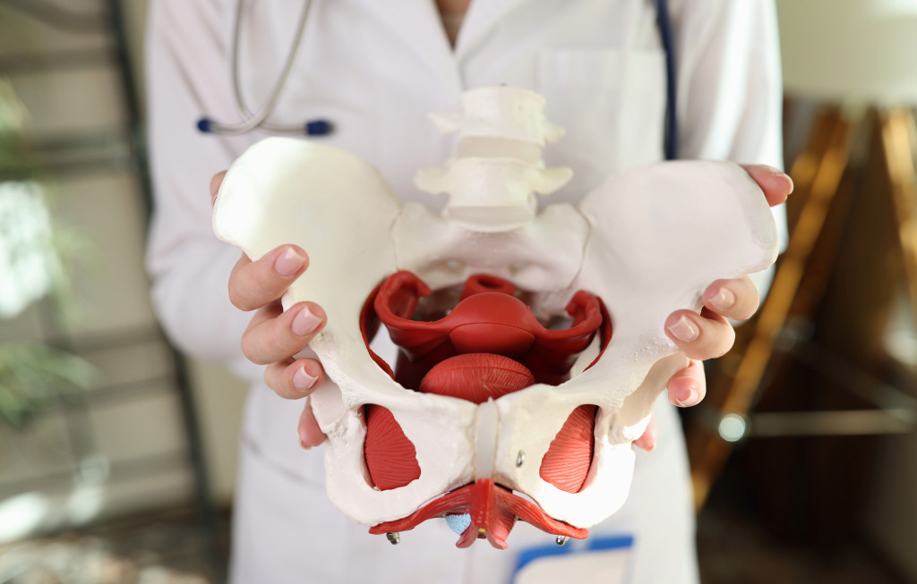 doctor con un modelo anatómico del cuerpo humano que muestra el suelo pélvico